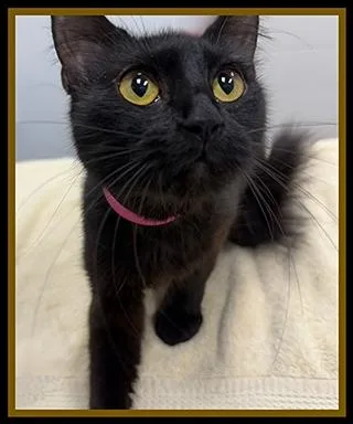 A young small-sized female Domestic Short Hair cat named Muppet for adoption in Peoria, IL