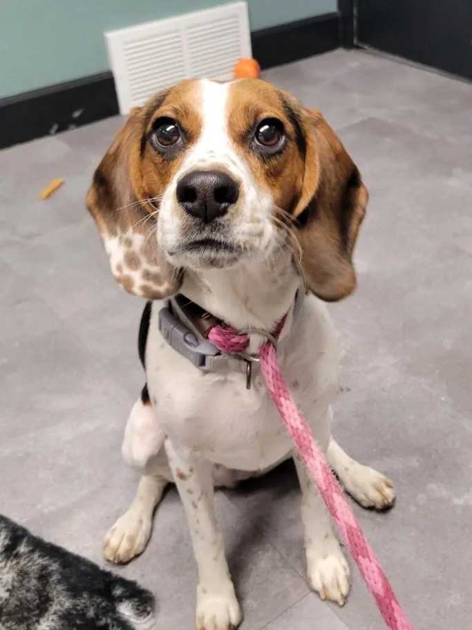 A young medium-sized female Tricolor (Brown, Black, & White) Beagle dog named Freydis for adoption in Lisbon, OH