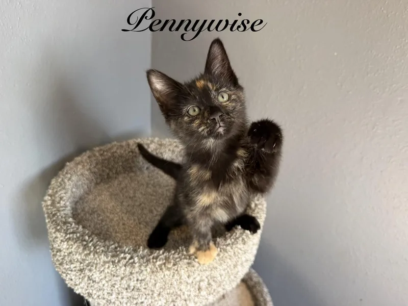 A baby medium-sized female Tortoiseshell Domestic Medium Hair cat named Pennywise for adoption in Metairie, LA
