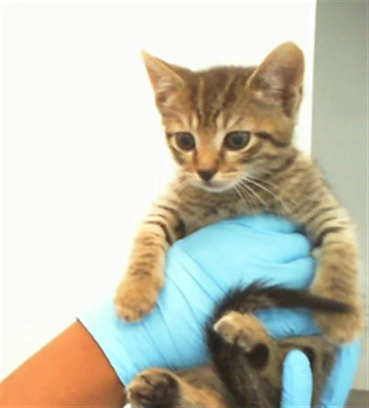 A baby small-sized male Domestic Short Hair cat named Samuel for adoption in Charlotte, NC