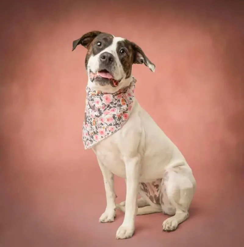 A young medium-sized female Brindle Pit Bull Terrier dog named Penelope for adoption in Moore, OK