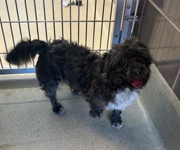 A young small-sized male Poodle dog named Matthew for adoption in San Martin, CA