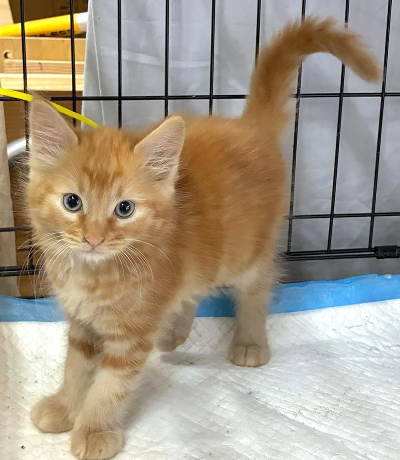 A baby medium-sized male Orange / Red Domestic Short Hair cat named AMARETTO  Bonded with for adoption in Fremont, CA