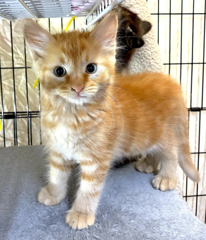 AMARETTO  Bonded with thumbnail 2