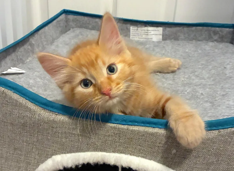 AMARETTO  Bonded with thumbnail 3