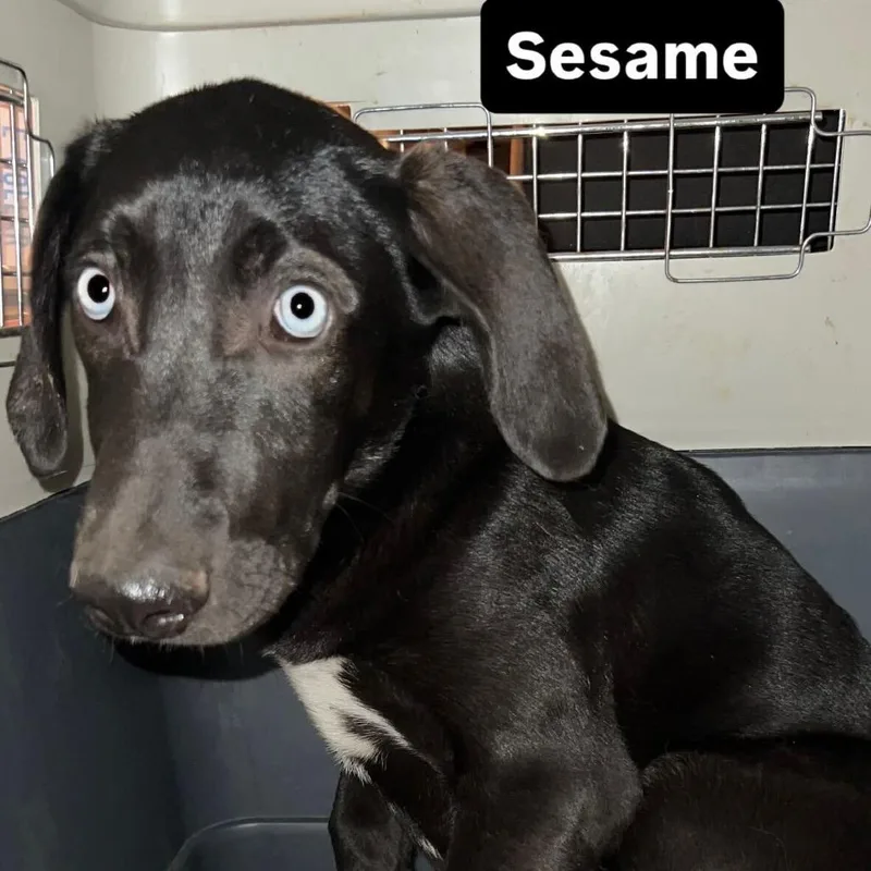 A baby large-sized male Black Mixed Breed dog named Sesame for adoption in San Francisco, CA