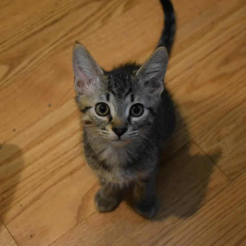 A baby small-sized male Domestic Short Hair cat named Leander for adoption in Cumming, GA