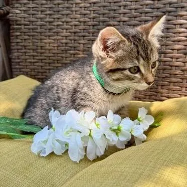 A young small-sized female Brown / Chocolate Domestic Short Hair cat named Cucumber for adoption in Rochester, MN