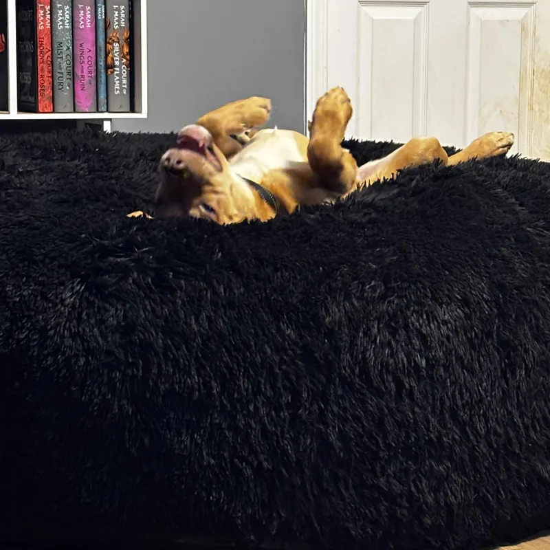 Rocky thumbnail 3