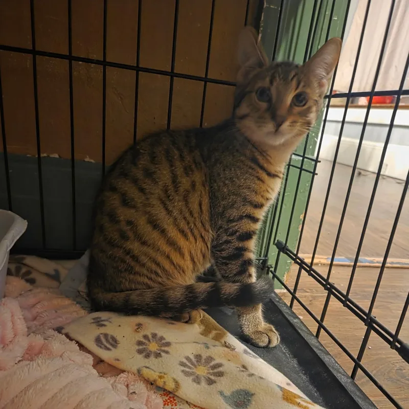 A baby medium-sized male Tabby (Brown / Chocolate) Domestic Short Hair cat named Vinny for adoption in East Amherst, NY