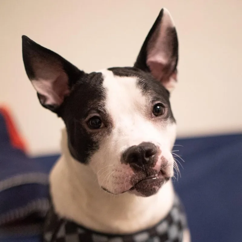An adult medium-sized male Tricolor (Brown, Black, & White) Mixed Breed dog named Oriole for adoption in Long Island City, NY