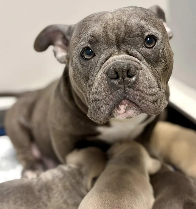 An adult medium-sized female American Bulldog dog named Wednesday for adoption in Whitehall, PA