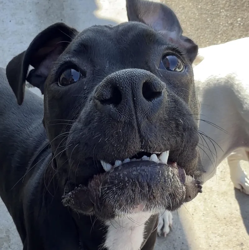 A baby medium-sized female Black Boxer dog named Indy for adoption in Placentia, CA