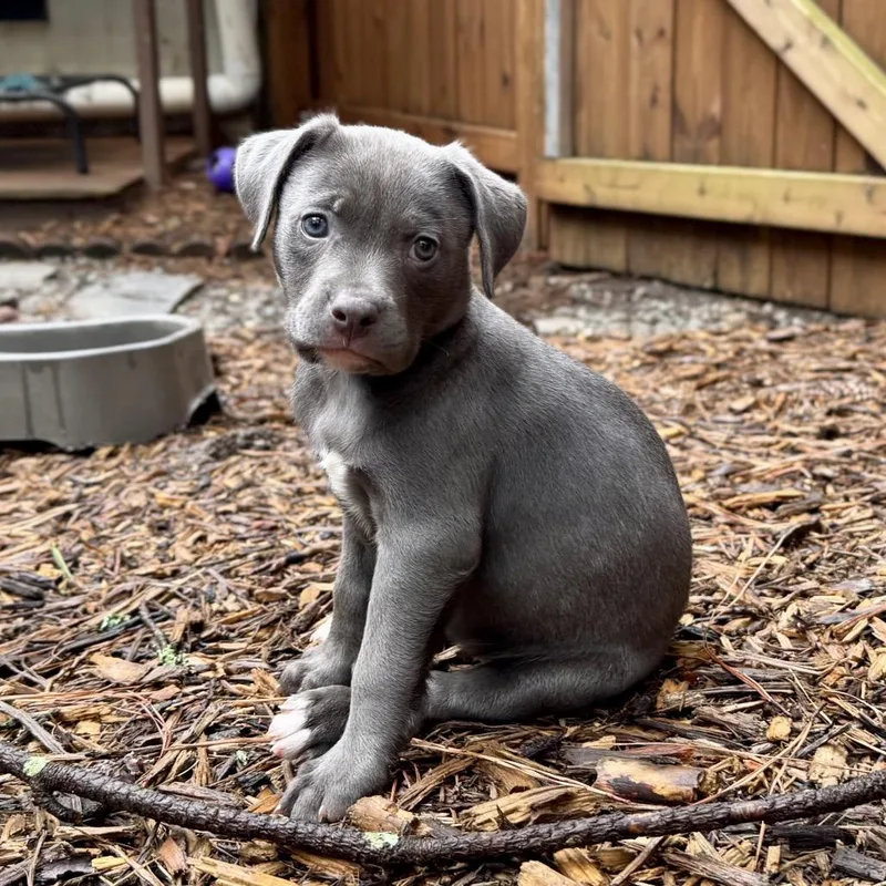 A baby medium-sized female Gray / Blue / Silver Pit Bull Terrier dog named Polka Dot for adoption in Durham, NC