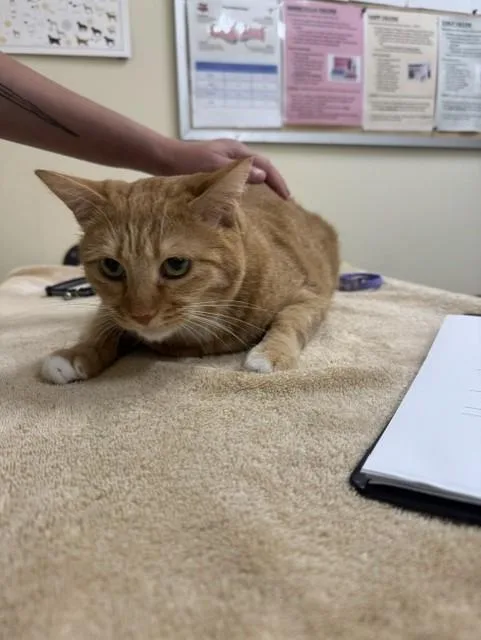 An adult large-sized male Domestic Short Hair cat named A for adoption in Fremont, CA