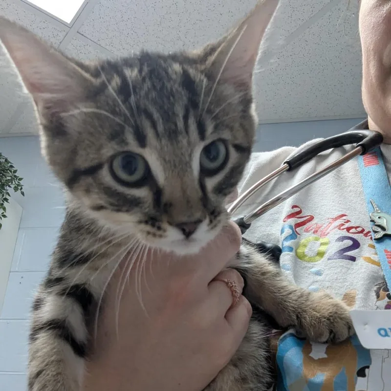A baby small-sized male Buff / Tan / Fawn Domestic Short Hair cat named Zodiac for adoption in Indianapolis, IN