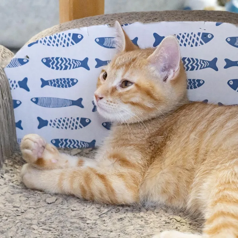 A baby small-sized male Domestic Short Hair cat named Zinnie for adoption in McKean, PA