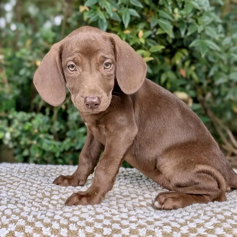 A baby small-sized female Black Labrador Retriever dog named Pumpkinella for adoption in Tyrone, GA