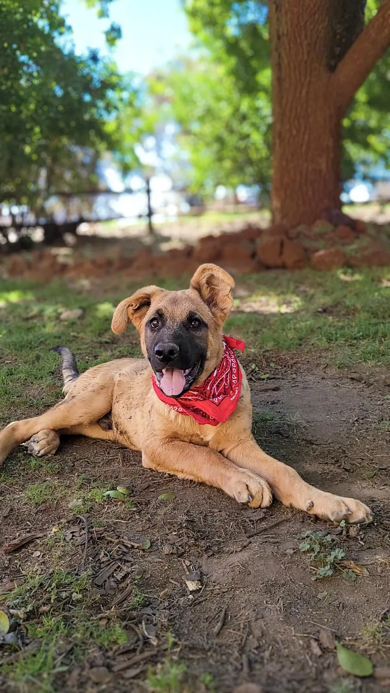 A baby large-sized male German Shepherd Dog dog named Scooter for adoption in Anza, CA