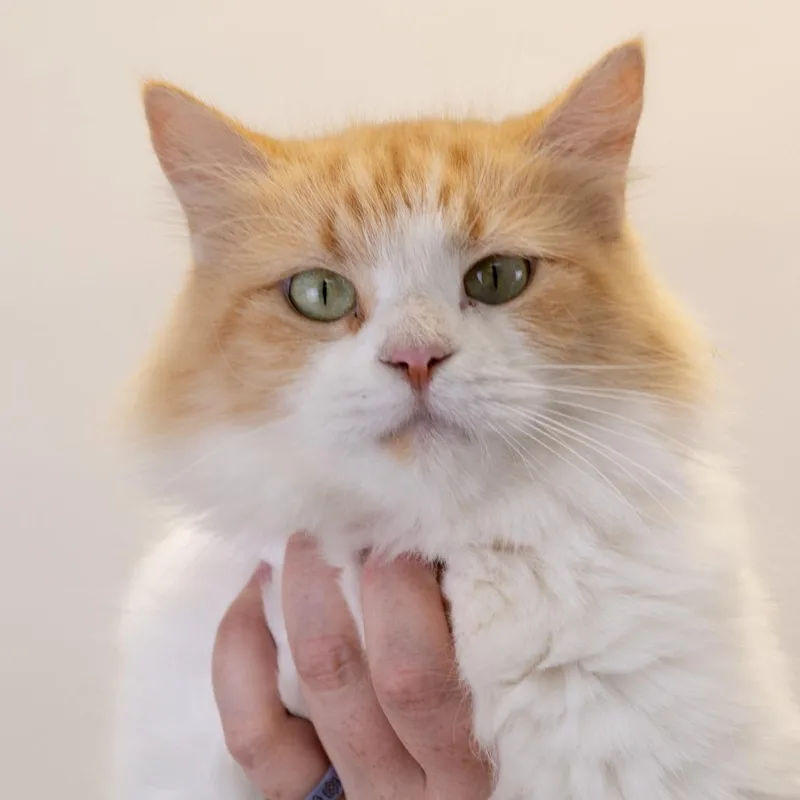 A young medium-sized female Orange / Red Domestic Long Hair cat named Evie for adoption in Buffalo, MN