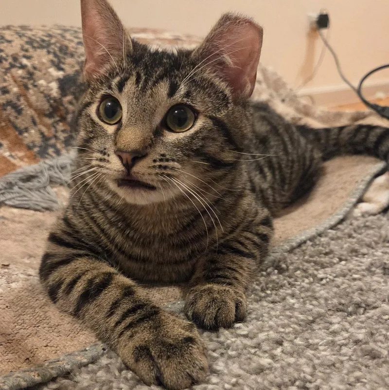 A young medium-sized male Domestic Short Hair cat named Fluffy for adoption in Brooklyn, NY