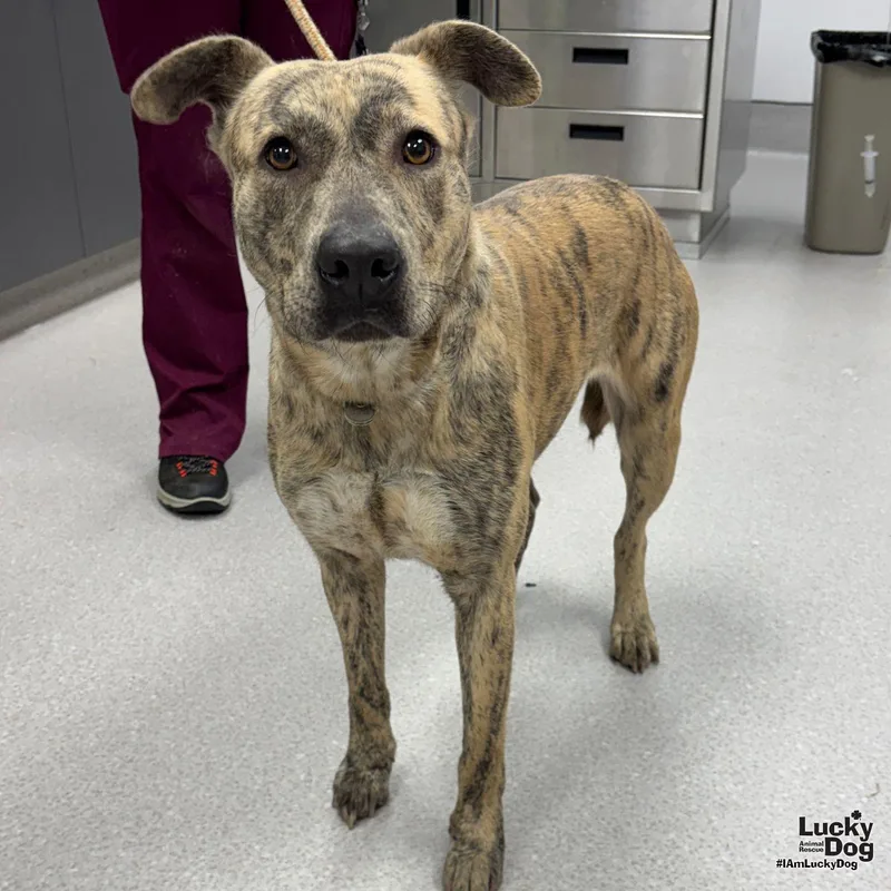 A young large-sized female Shepherd dog named Nutmeg for adoption in Washington, DC