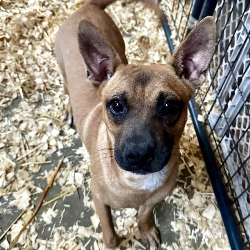 A young medium-sized female Brown / Chocolate Mixed Breed dog named Cyndi for adoption in Deerfield, IL