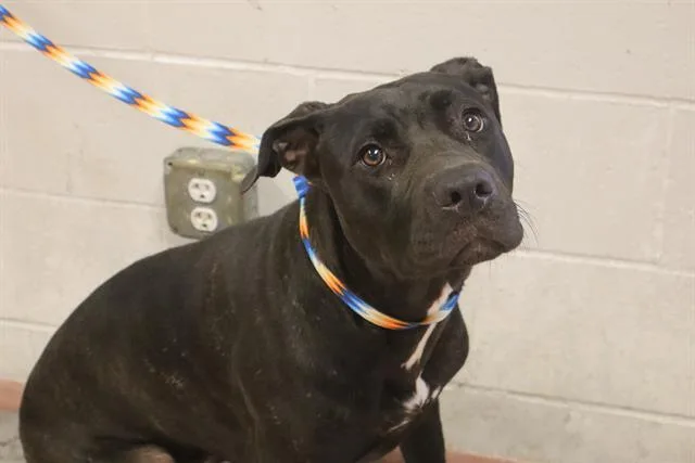 An adult large-sized female Mixed Breed dog named Pip for adoption in Columbia, SC