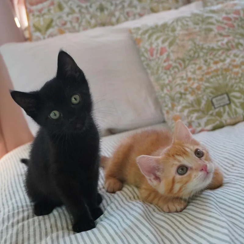 A baby small-sized male Domestic Short Hair cat named Vegas for adoption in Elk Grove, CA