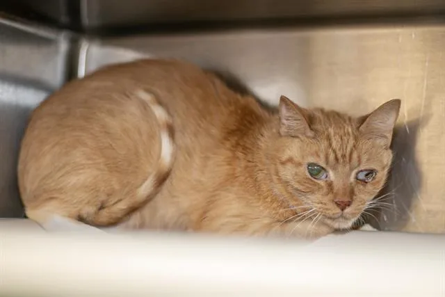 A young small-sized female Domestic Short Hair cat named Carla for adoption in Charlotte, NC