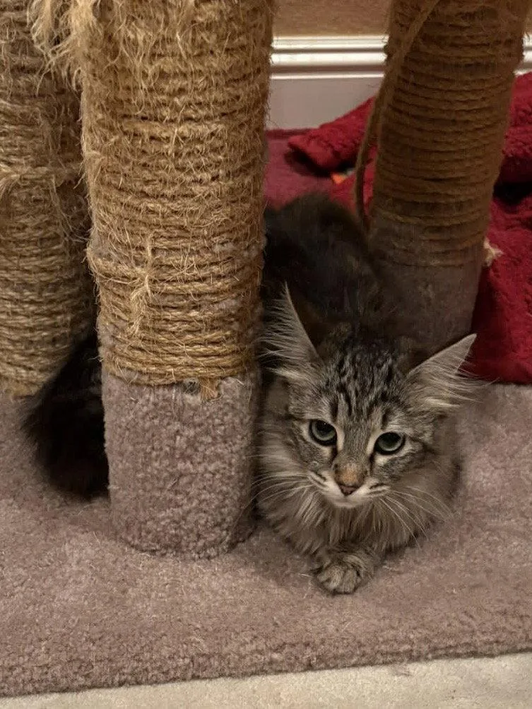 Lola Napa thumbnail 2