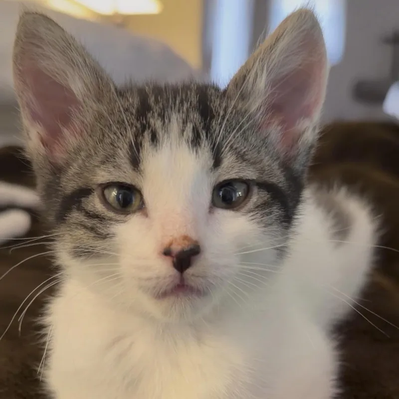Figaro [and Mr. Ziggy] thumbnail 2