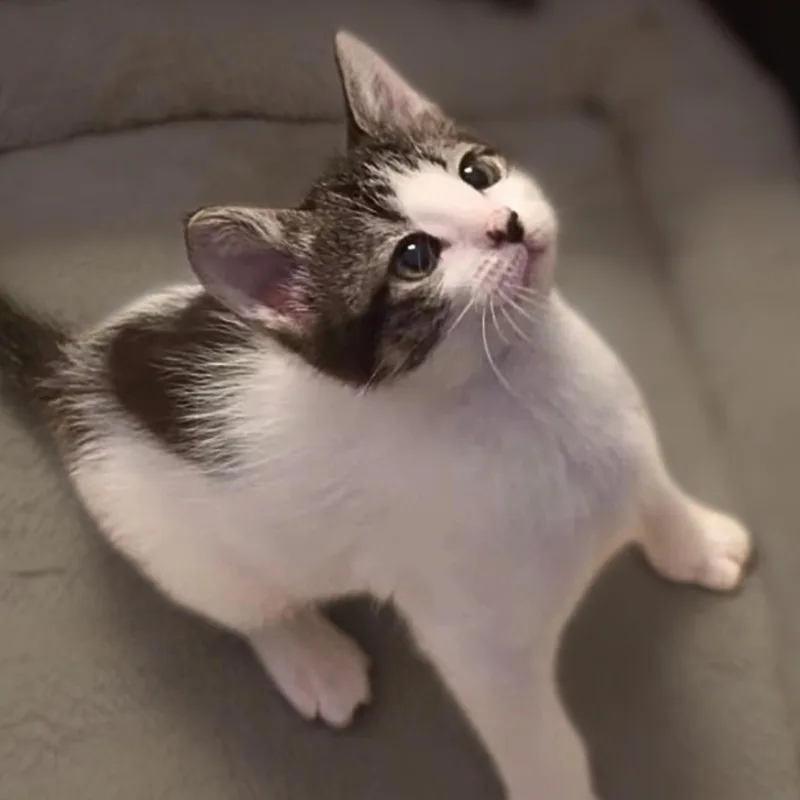 Figaro [and Mr. Ziggy] thumbnail 4