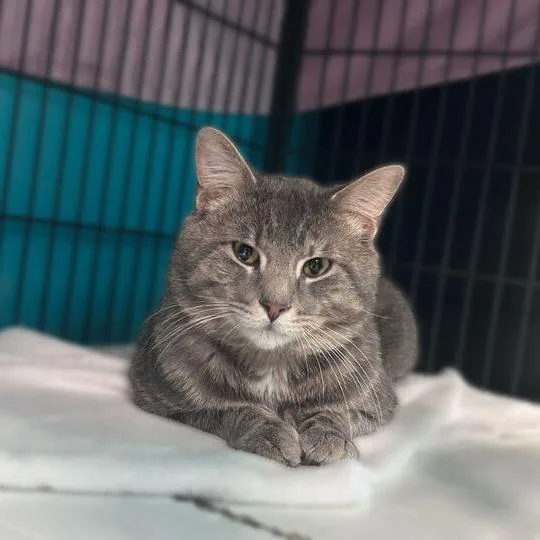 Full Figured Jim