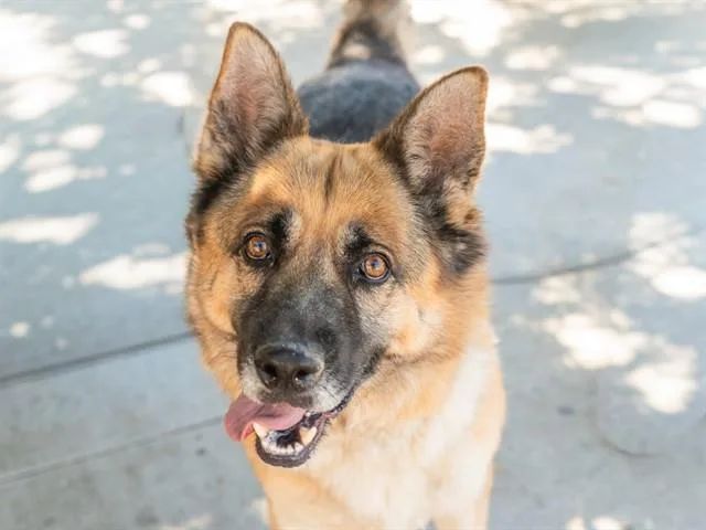 An adult large-sized male German Shepherd Dog dog named Tucson for adoption in Martinez, CA