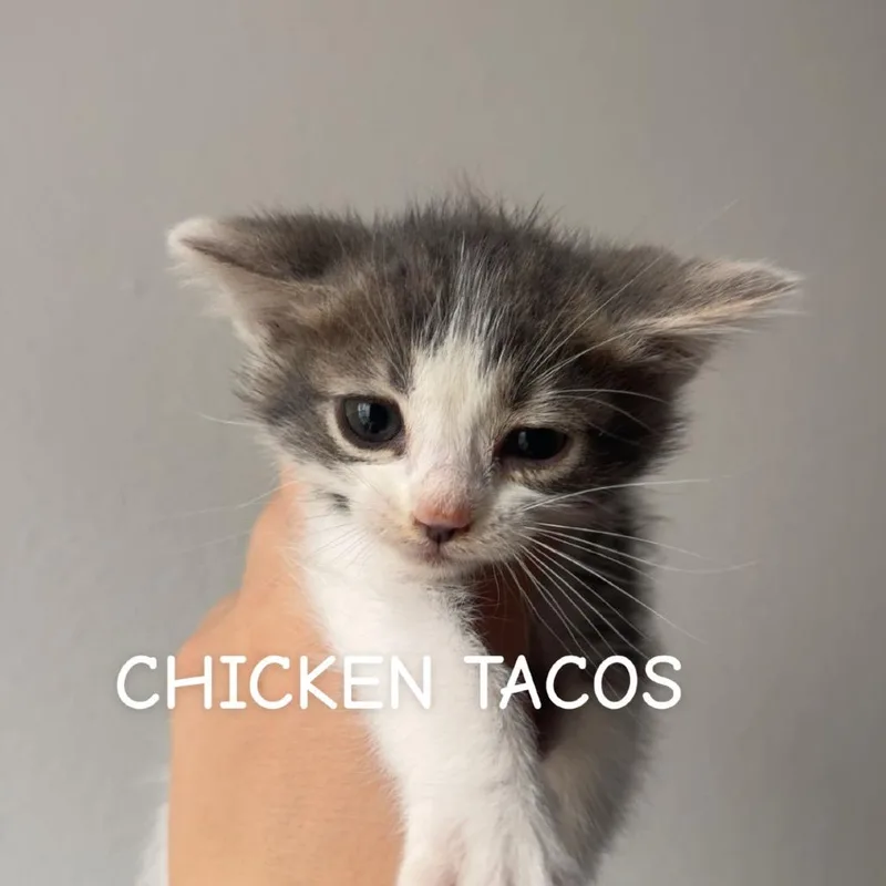 A baby small-sized male Gray / Blue / Silver Domestic Short Hair cat named Chicken Tacos for adoption in Westminster, CA