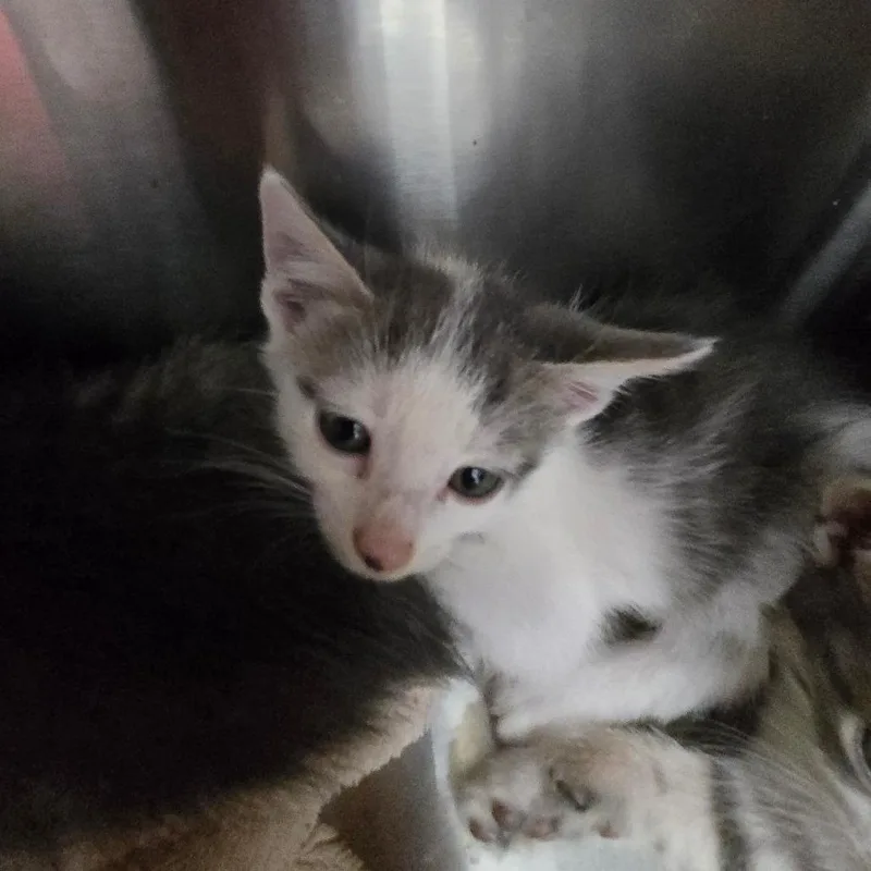 A baby small-sized female Gray / Blue / Silver Domestic Short Hair cat named Pippa for adoption in Mount Gilead, NC