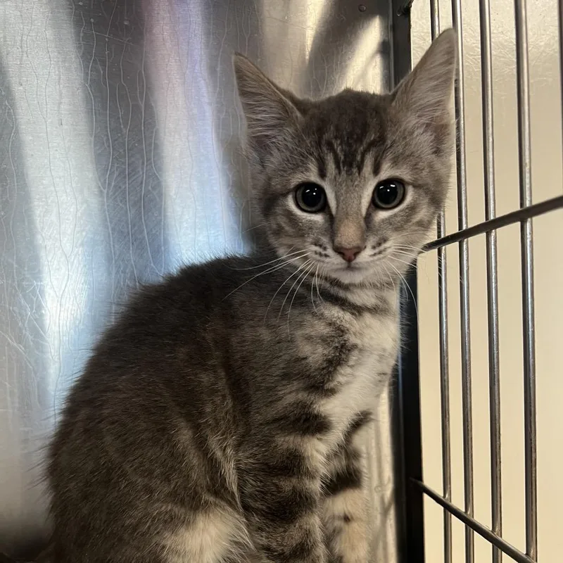 A baby small-sized female Gray / Blue / Silver Domestic Short Hair cat named Scarlet for adoption in Redwood City, CA