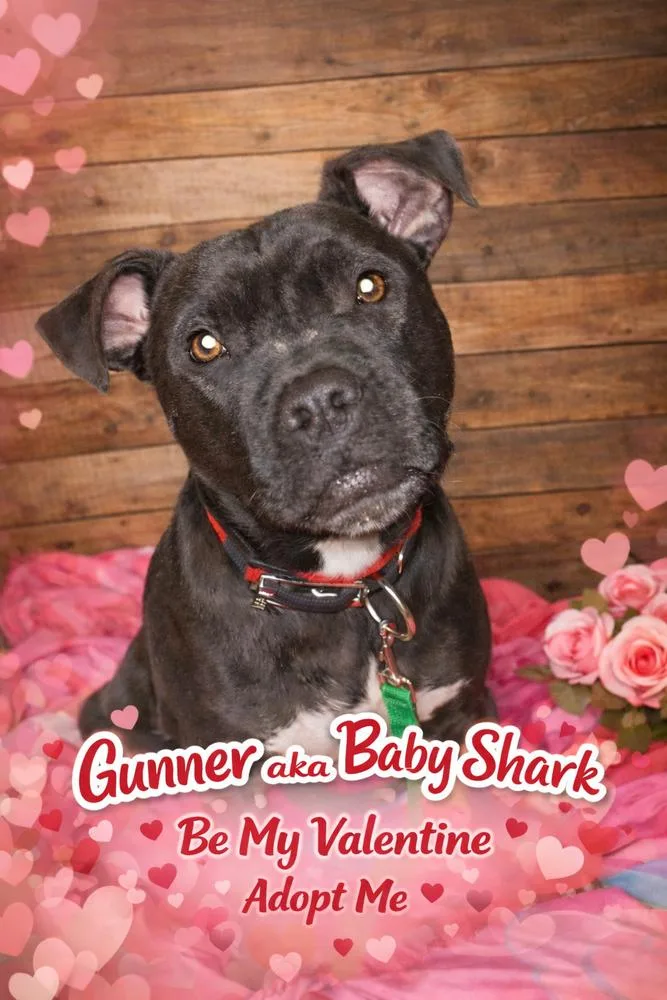 Gunner thumbnail 2