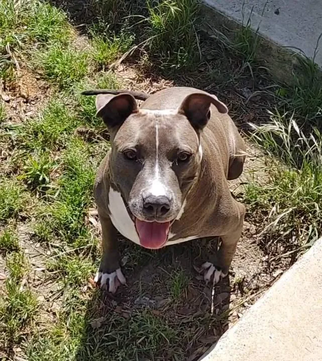 Betty Boop thumbnail 4