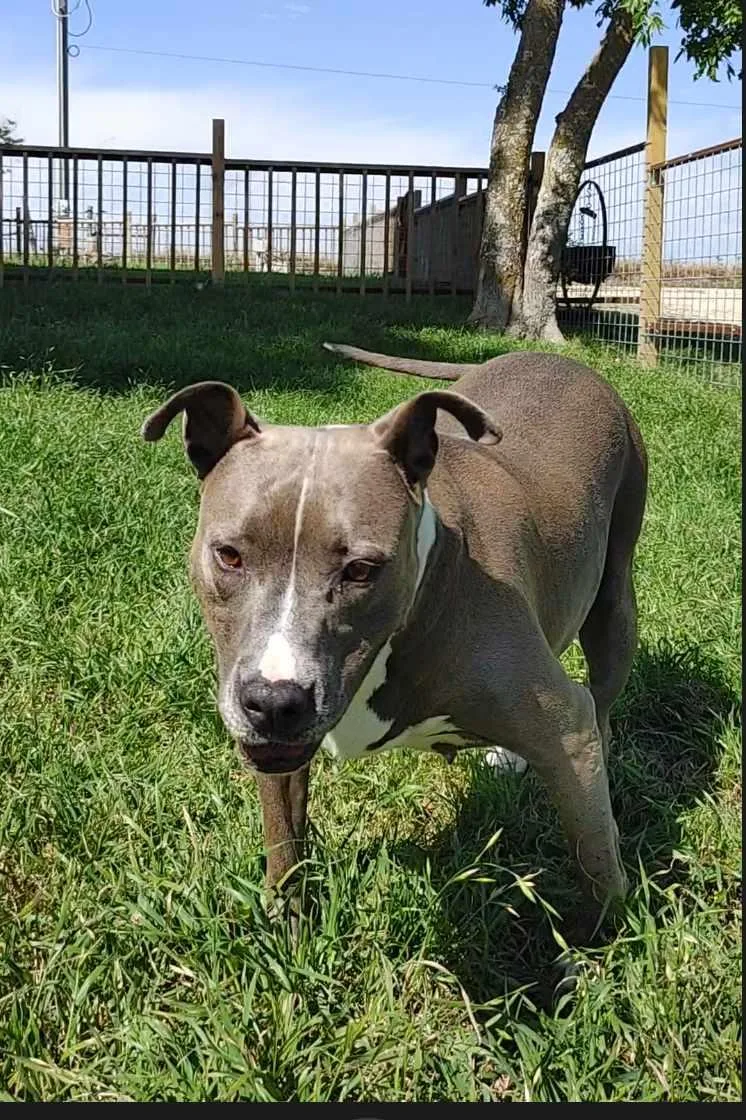 Betty Boop thumbnail 5