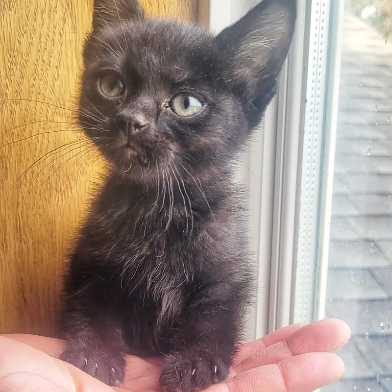 A baby small-sized female Black Domestic Short Hair cat named Tarot for adoption in Buffalo, MN