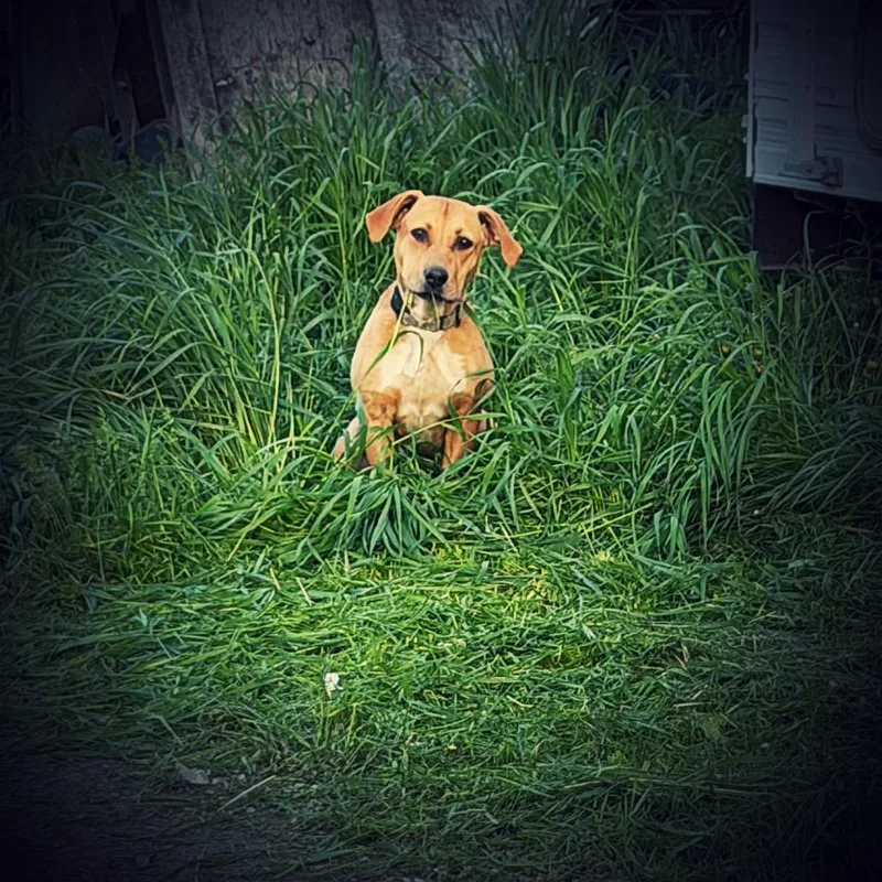 A young small-sized male Mixed Breed dog named Eric Foreman for adoption in Klamath Falls, OR