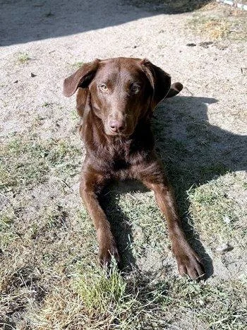 A young medium-sized female Brown / Chocolate Labrador Retriever dog named Princess for adoption in Bedford Hills, NY