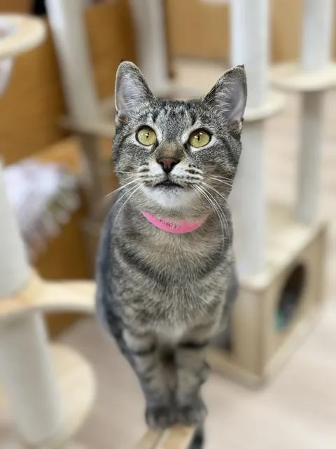 An adult medium-sized female Tabby (Brown / Chocolate) Domestic Short Hair cat named Diana for adoption in Medina, OH