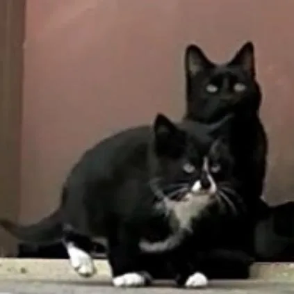 Found Mom Cat Mantorville thumbnail 2