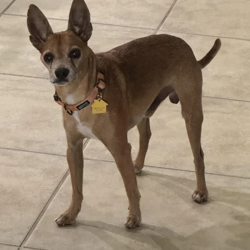A senior small-sized male Chihuahua dog named Archie for adoption in Indianapolis, IN