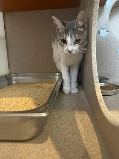 A young medium-sized female Domestic Short Hair cat named Sandy Cheeks for adoption in Washington, DC