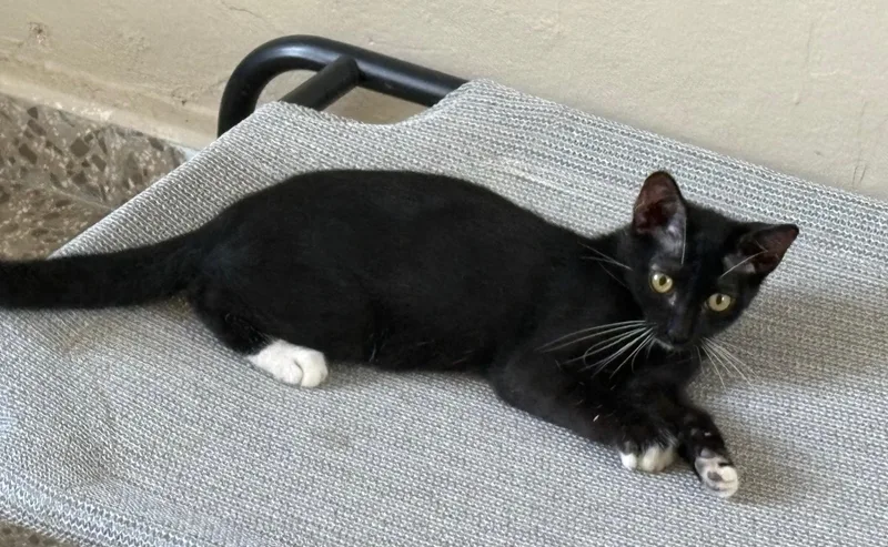 A young small-sized male Domestic Short Hair cat named Hamnet for adoption in Aibonito, PR