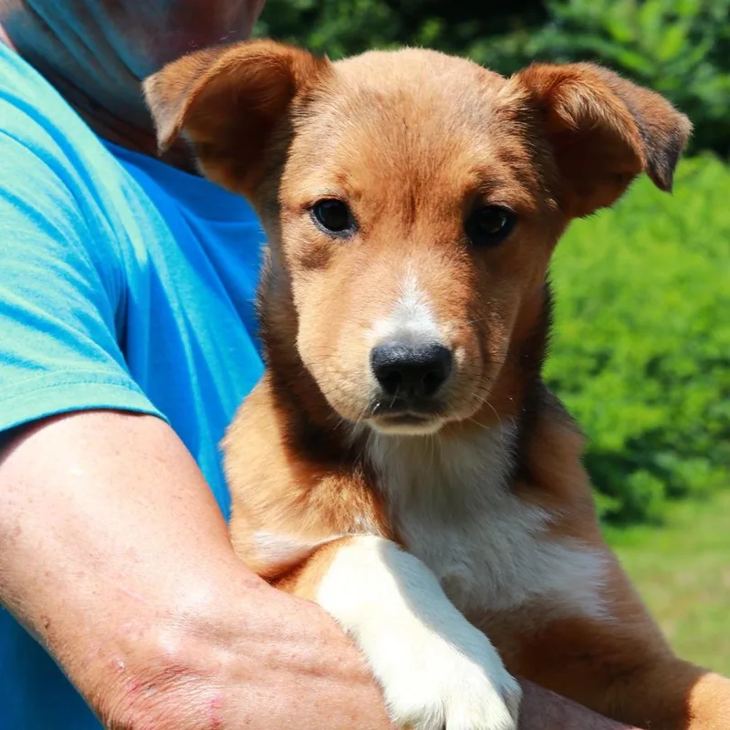 A baby large-sized female Black Shepherd dog named CT Josephine for adoption in Eastford, CT